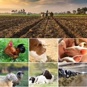 Live Stock and Agriculture